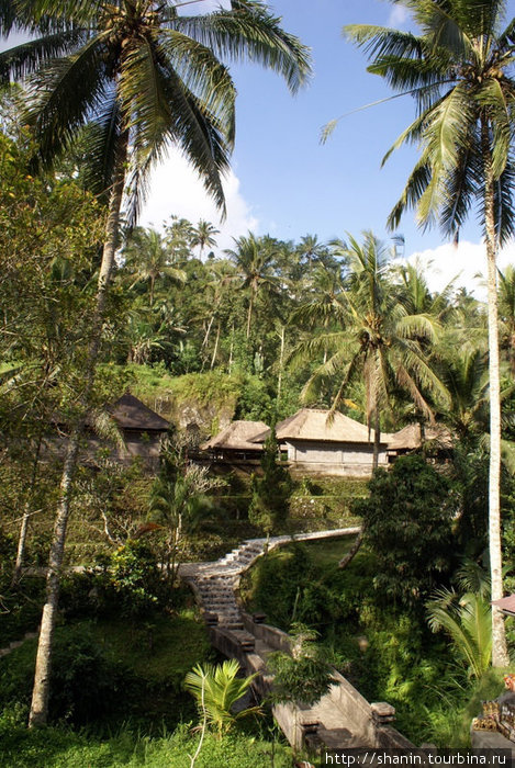 Дорожка среди пальм Убуд, Индонезия