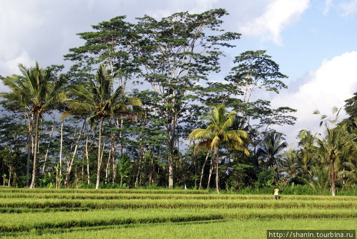 Рисовое поле на территории храма Убуд, Индонезия