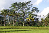 Рисовое поле на территории храма