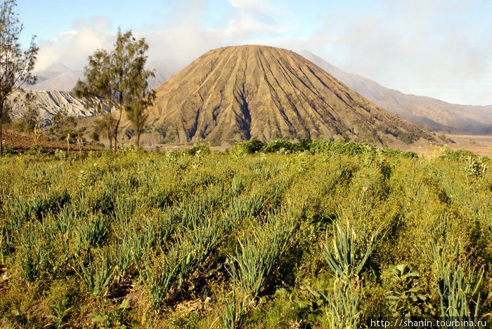 Вулкан Баток и поле лука Проболингго, Индонезия