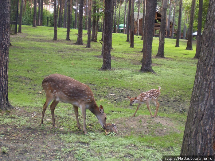 Новорождённый оленёнок Новосибирск, Россия