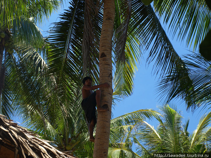 Нам как гостям срубили пару кокосов. Остров Карабао, Филиппины