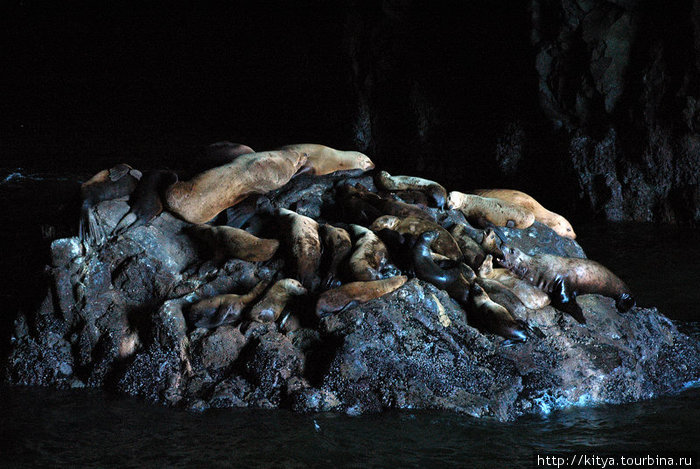 В пещере с морскими львами Ньюпорт, CША