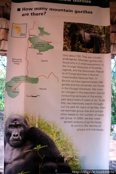 Лесной Философ, или Свидание с горными гориллами Бвинди Национальный Парк, Уганда