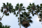 Очень высокие пальмы — одна из достопримечательностей ботанического сада Кебун-Райя