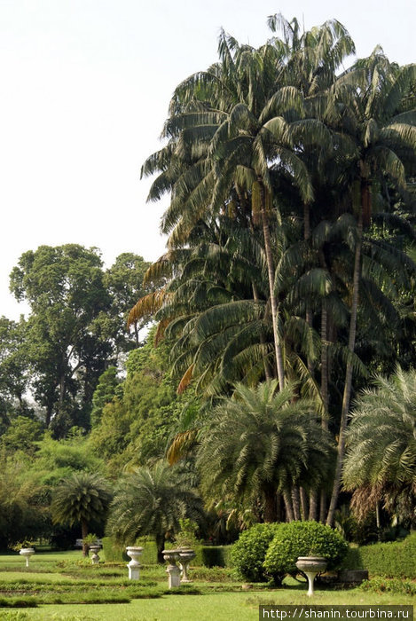 Пальмы и лужайка Богор, Индонезия