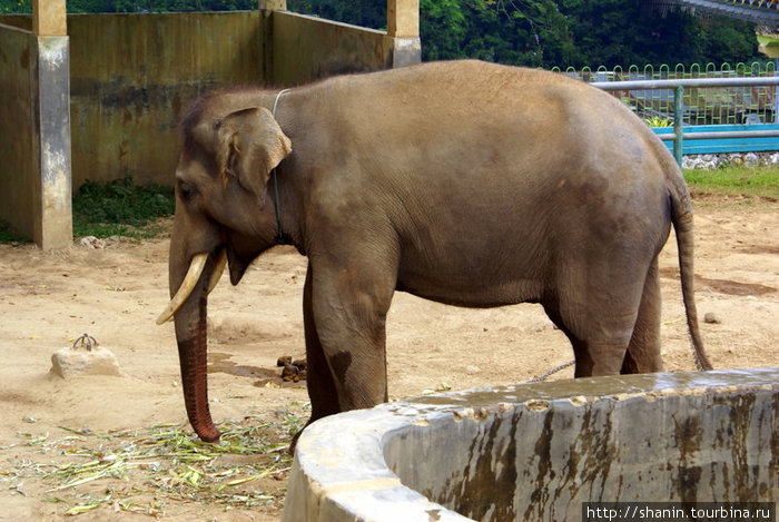 Слон в хоопарке Букиттинги, Индонезия