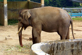 Слон в хоопарке