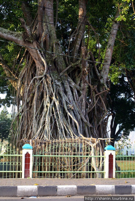 Священное дерево Букиттинги, Индонезия