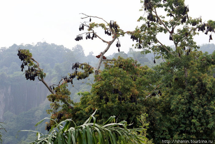 Летающие лисицы на дереве Кота-Гаданг, Индонезия