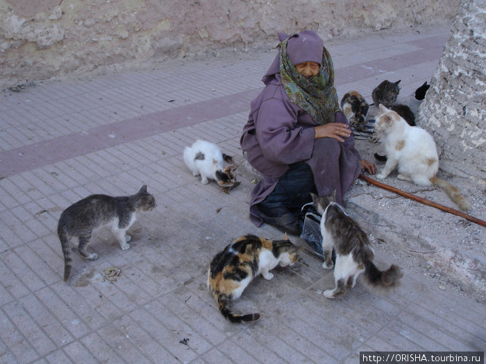 Кошки и собаки Марокко. Марокко