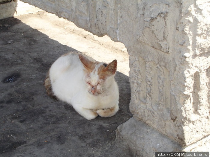 Священные кошки Египта Египет