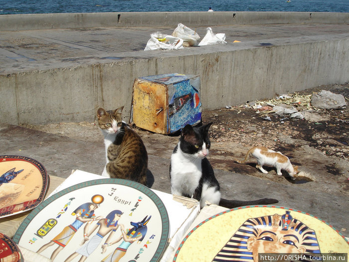 Священные кошки Египта Египет