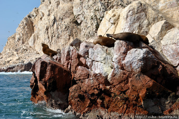 морские котики (или львы?) Острова Бальестас Национальный Резерват, Перу