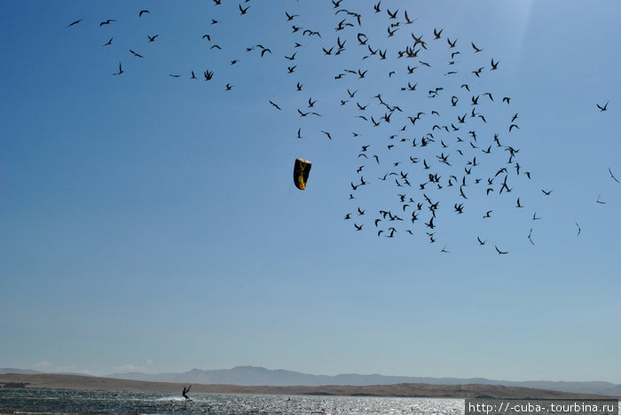 кататься в стае птиц — это почти летать! :) Острова Бальестас Национальный Резерват, Перу