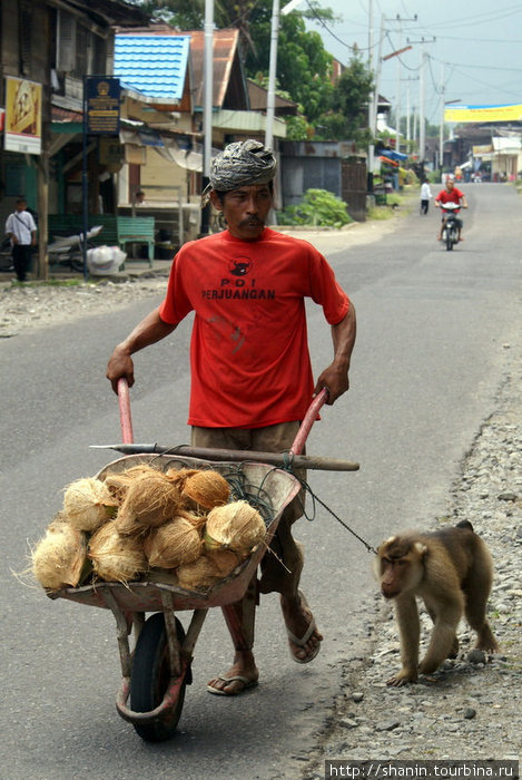 Сборщик кокосов с помощником Букиттинги, Индонезия