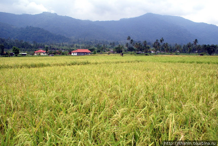 Рисовое поле на берегу озера Манинджао