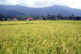 Рисовое поле на берегу озера Манинджао