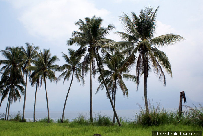 Пальмы на берегу озера Букиттинги, Индонезия