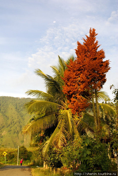 Тропическая растительность Остров Самосир, Индонезия