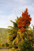 Тропическая растительность