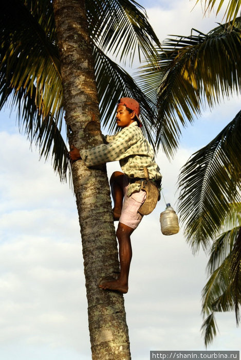 Сборщик кокосов Пангандаран, Индонезия