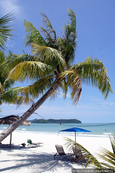Пальма на пляже Лангкави остров, Малайзия