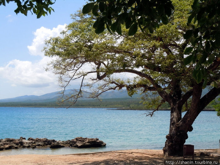 Дерево на берегу Ла-Бока, Куба