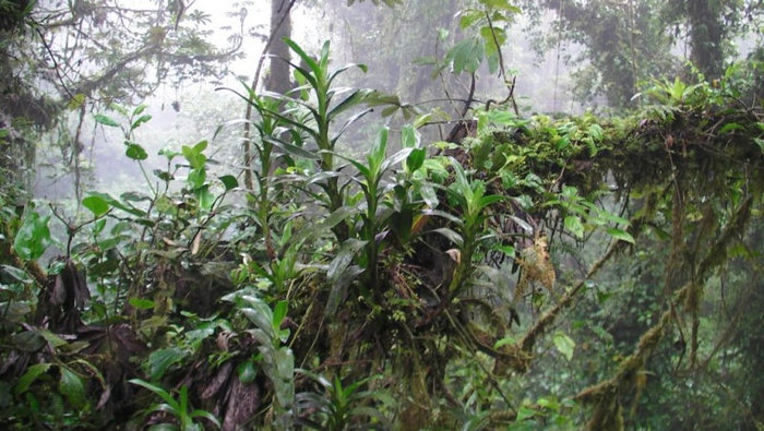 Монтеверде — одно из чудес света. Облачный лес, расположенный на вершине горы. Коста-Рика