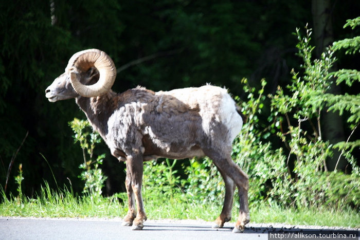 Это самэц. Смесь барана и козла. Называется bighorn sheep. Стадо из 4 особей пересекало дорогу. Это вожак. Он вышел первым и долго стоял оценивал обстановку. Заодно навалял там кучу шариков. Банфф, Канада