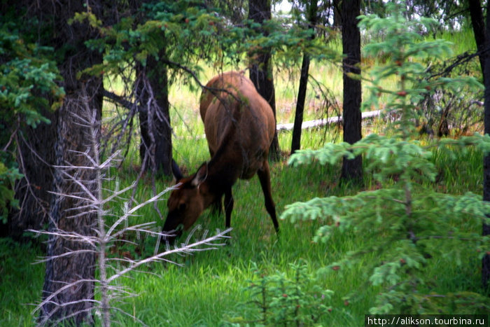 Это elk. Вроде оленя. Наверное, это самка, потому что без рогов. Банфф, Канада
