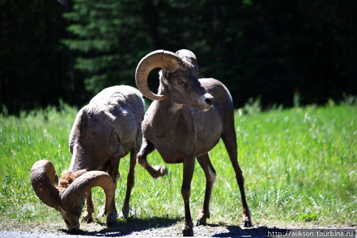 Это опять bighorn sheep (большерогие овцы). Банфф, Канада