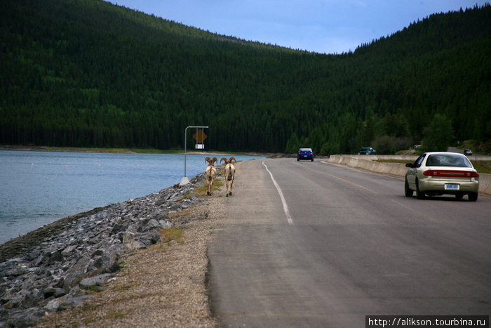 Пара большерогих овец шла по обочине дороги. Эта дорога проходит по насыпи через озеро, то есть, это вроде моста и им там деться некуда. Народ бежал за ними с камерами;) Банфф, Канада