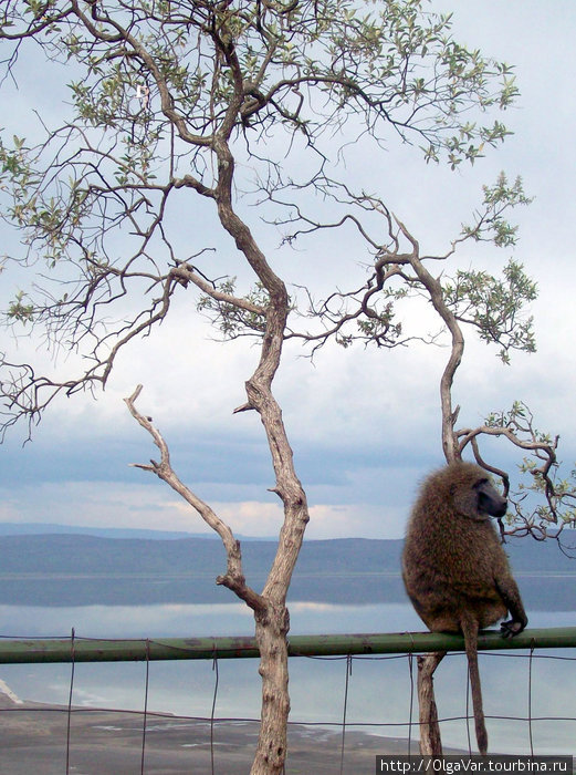 Природный парк Накуру — встречи на  «пыльном» озере Озеро Накуру Национальный Парк, Кения