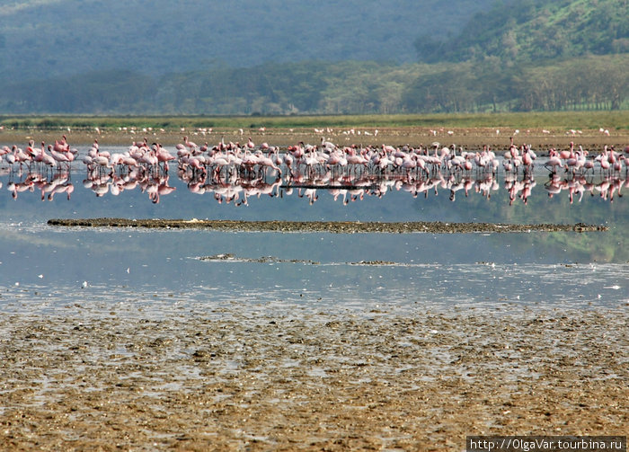 Природный парк Накуру — встречи на  «пыльном» озере Озеро Накуру Национальный Парк, Кения