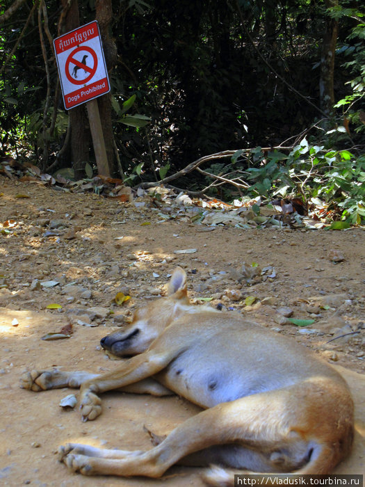 А некоторые собаки плевать хотели на знаки, особенно те, которые читать не умеют :) Камбоджа