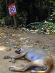 А некоторые собаки плевать хотели на знаки, особенно те, которые читать не умеют :)