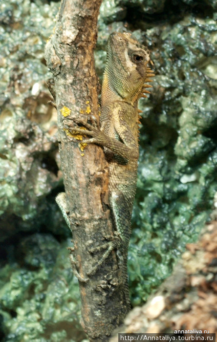 Лопастехвостый геккон Калужская область, Россия