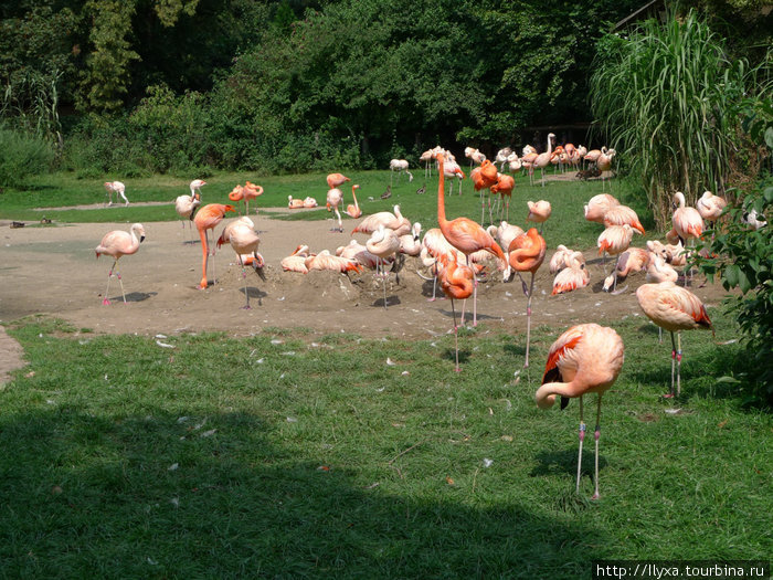 Пражский зоопарк Прага, Чехия