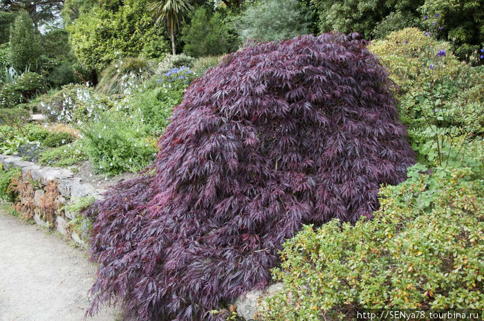 Сад Инвереве (Inverewe Garden) Шотландия, Великобритания