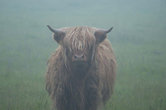 Один из символов Шотландии. Корова Хайлендерской породы