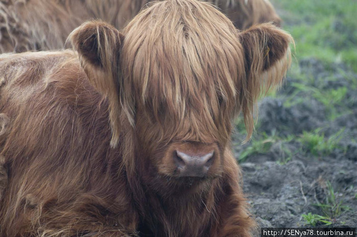 Один из символов Шотландии. Корова Хайлендерской породы Шотландия, Великобритания