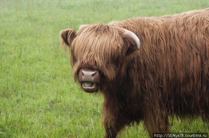 Один из символов Шотландии. Корова Хайлендерской породы Шотландия, Великобритания