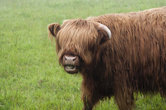 Один из символов Шотландии. Корова Хайлендерской породы