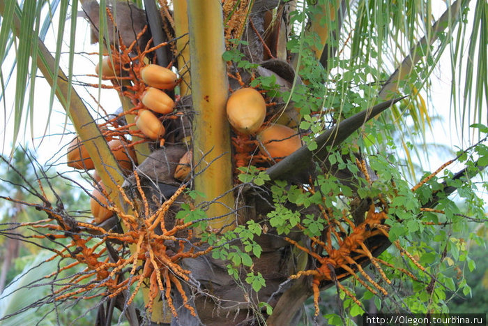 Пальма с кокосами Доминика