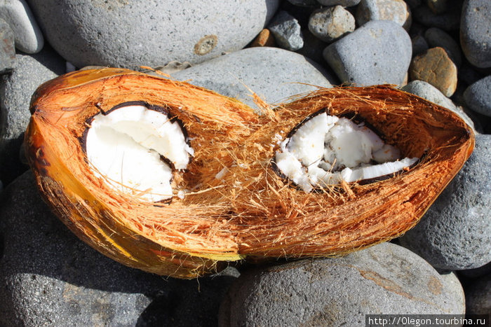 Сладкая сердцевинка кокоса Доминика