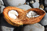 Сладкая сердцевинка кокоса
