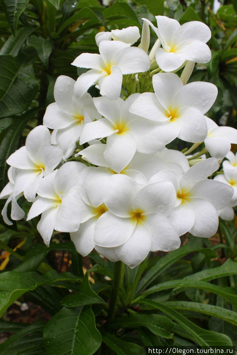 Начнём с букета белых цветов Доминика