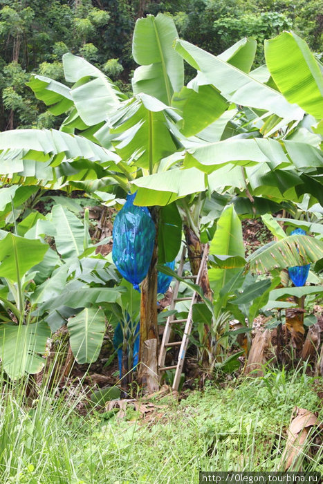 Банановая плантация зеленит и так зелёный остров Доминика