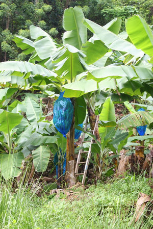 Банановая плантация зеленит и так зелёный остров